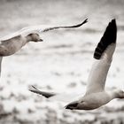 White Geese