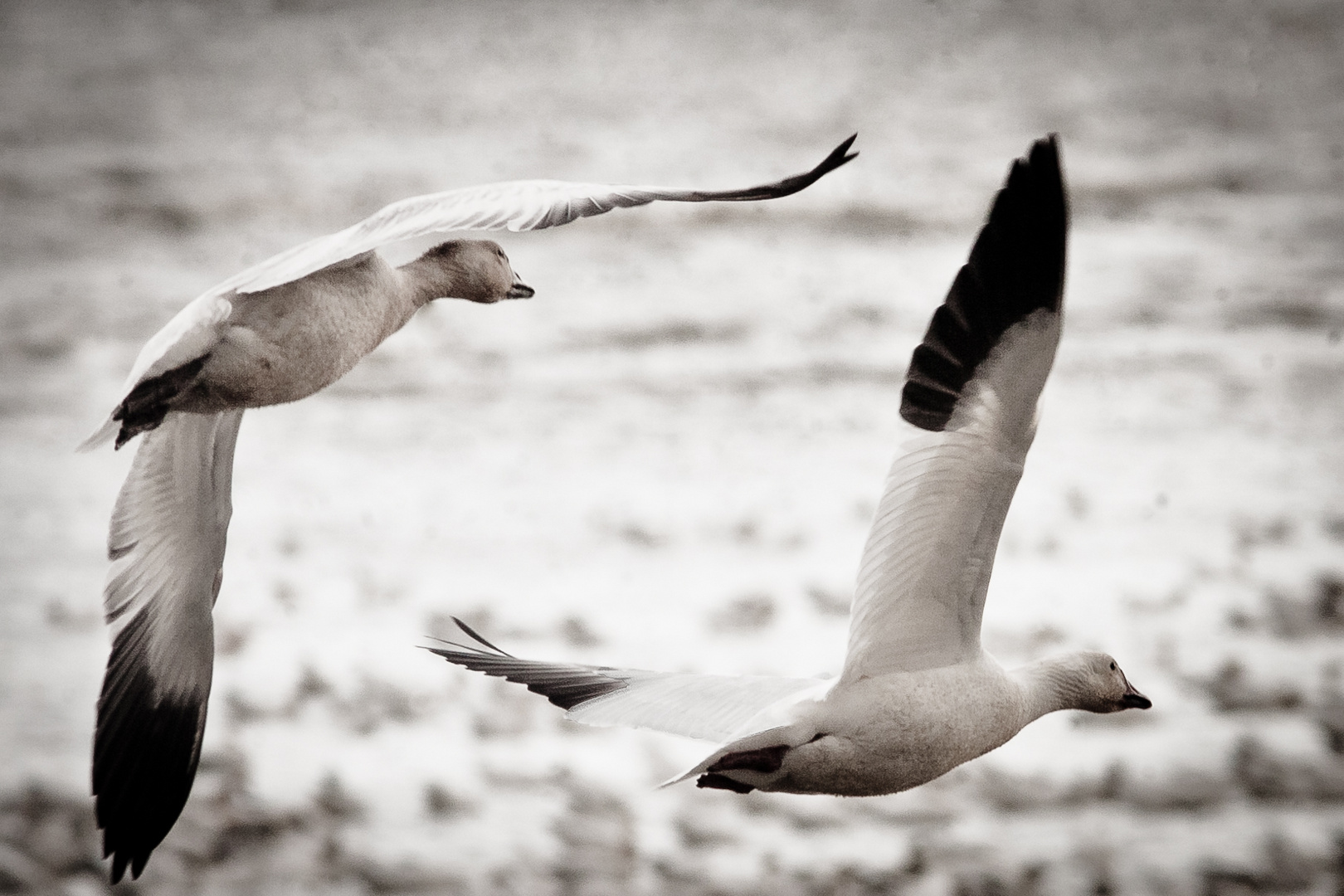 White Geese