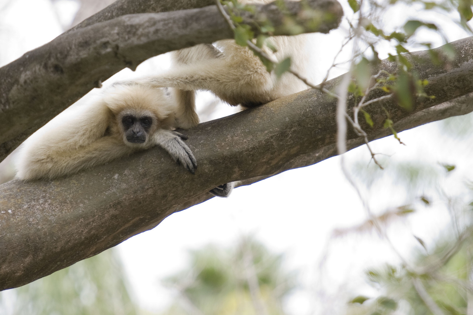 White Gibbon