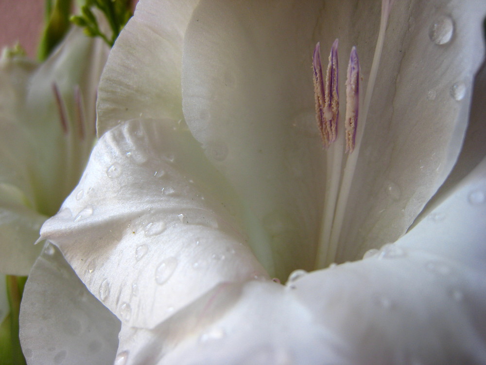 White Gladiola