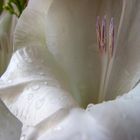 White Gladiola