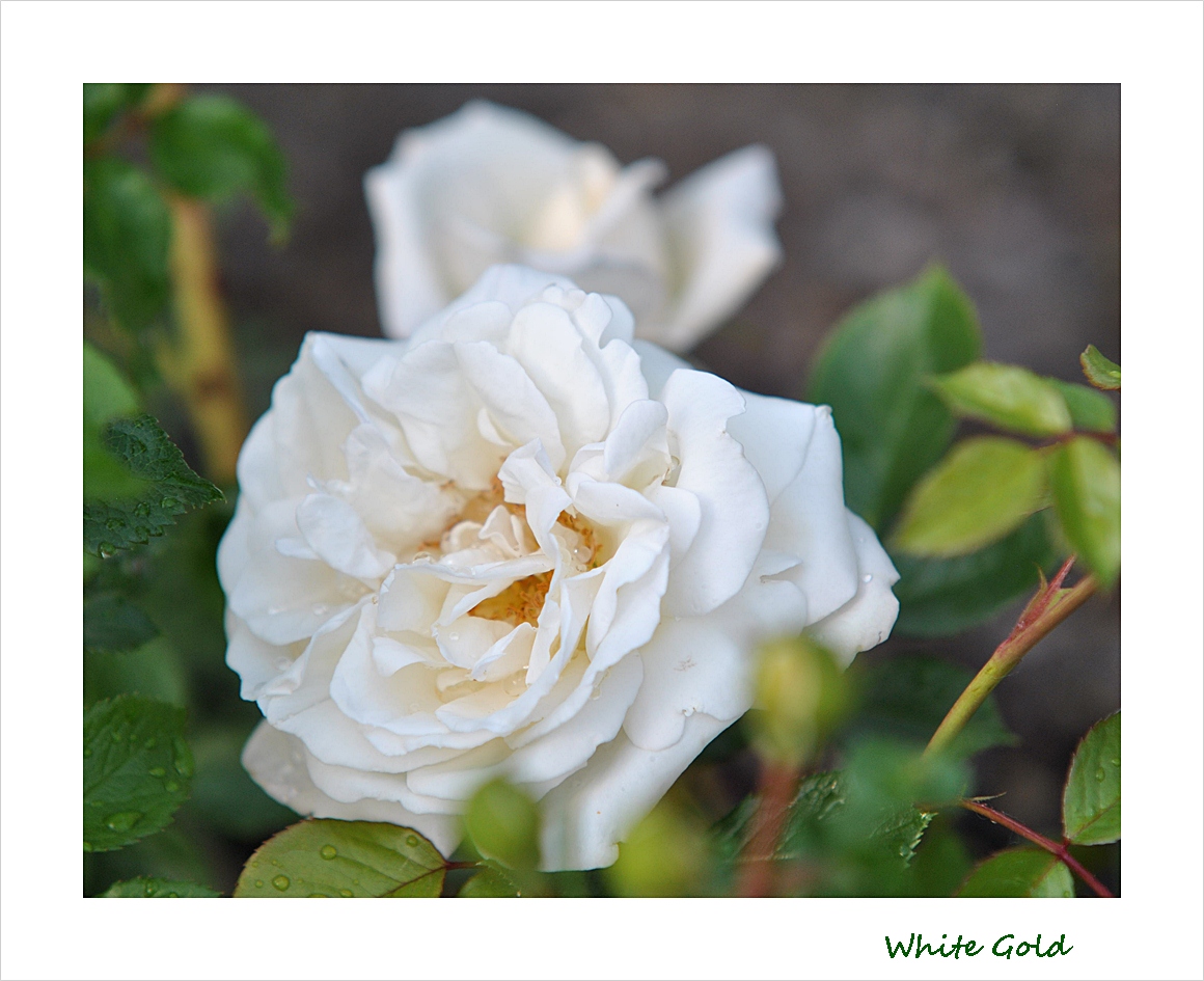 White Gold- Rose