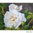 White Gold- Rose