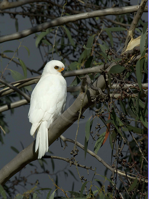 White Goshawk