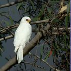 White Goshawk