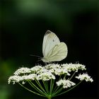 White & Green