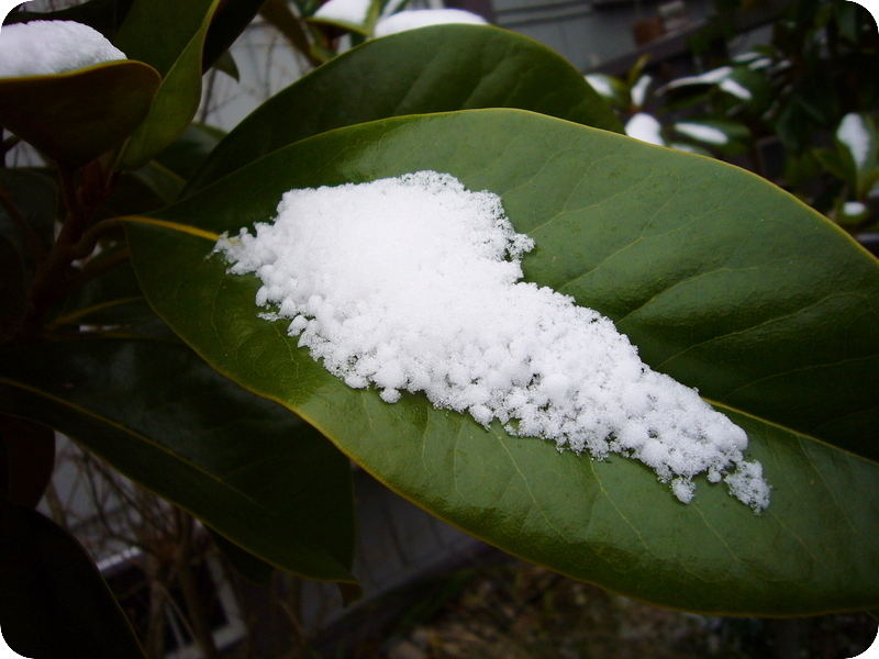 White & Green