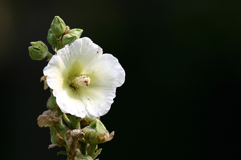 white & green