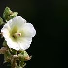 white & green