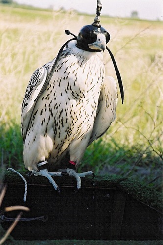 White Gry Falcon