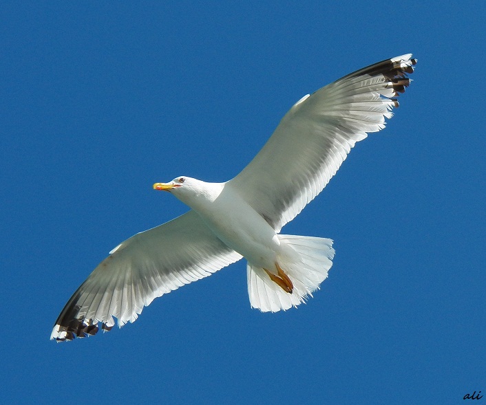 White Gull