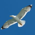 White Gull