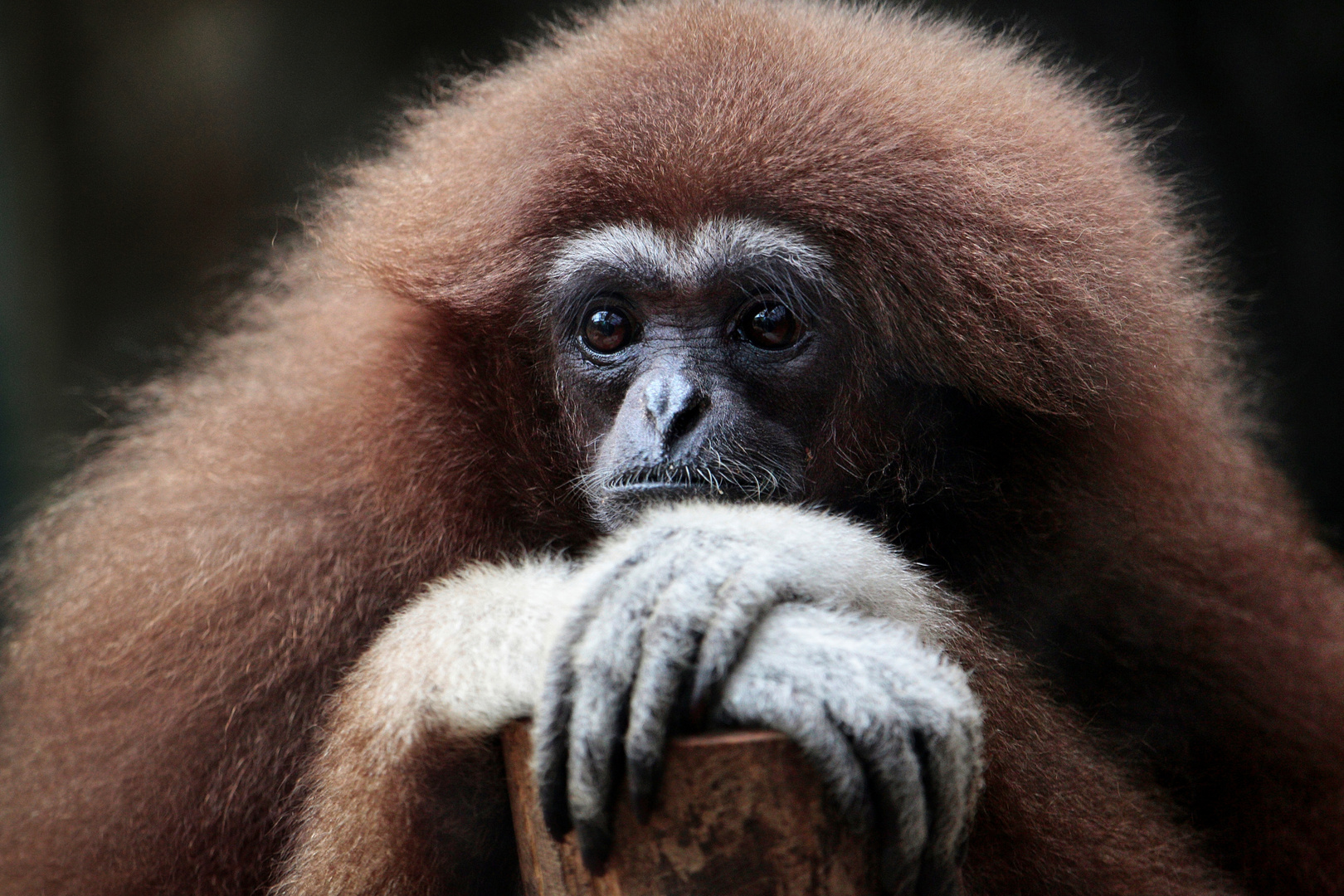 WHITE-HANDED GIBBON (FEMALE)