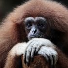 WHITE-HANDED GIBBON (FEMALE)