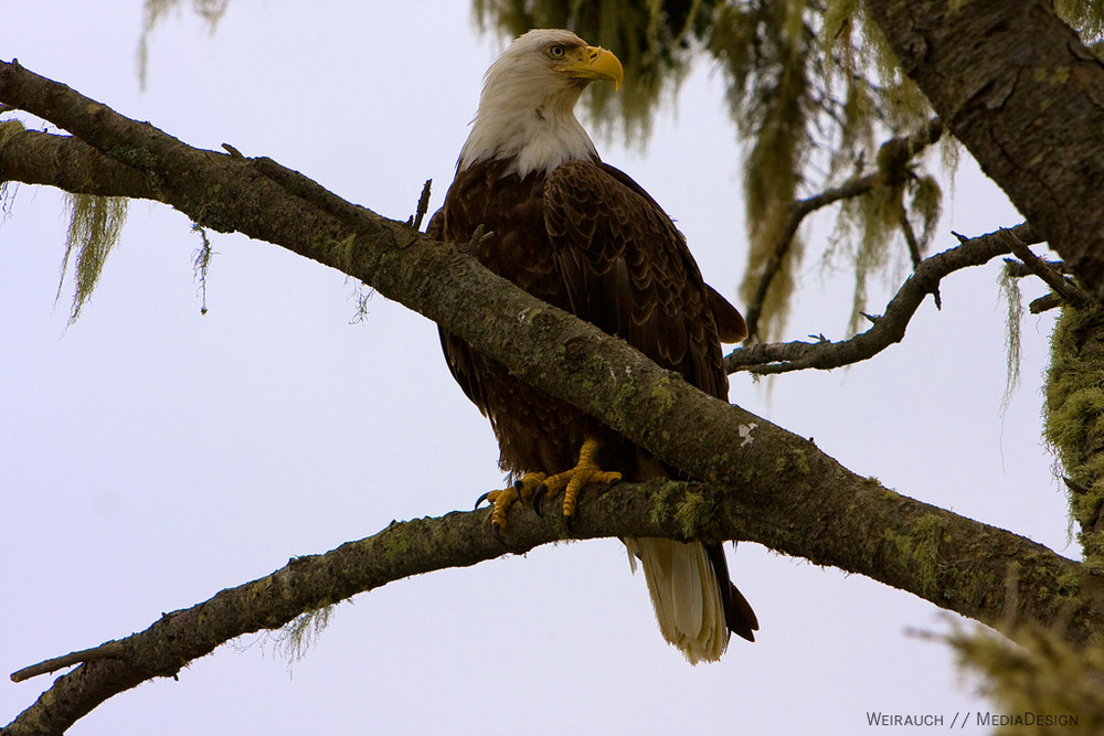 White Head Bald Eagle