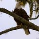 White Head Bald Eagle