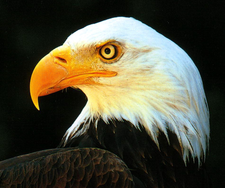 White Head SEA-EAGLE (USA)