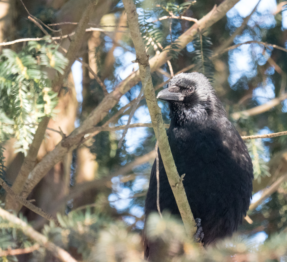 White headed crow