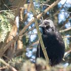 White headed crow