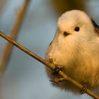 White-headed long-tailed Tit (Aegithalos caudatus caudatus)