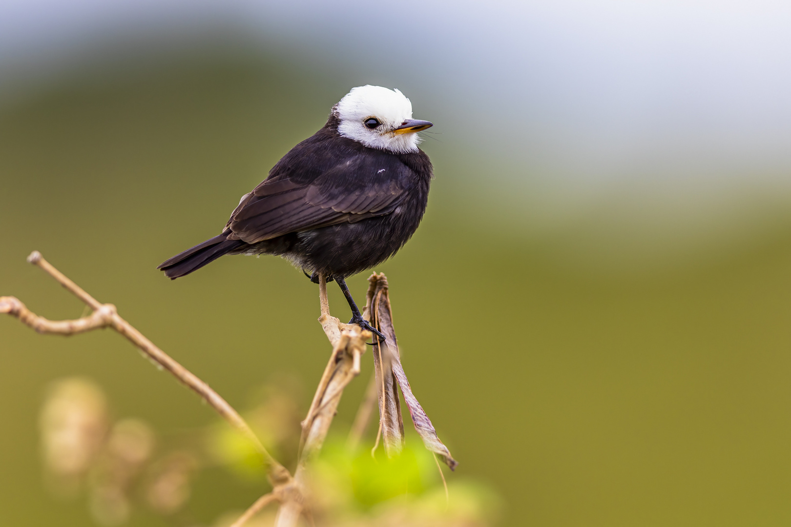 White-Headed Marsh Tyrant