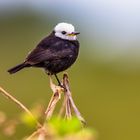 White-Headed Marsh Tyrant