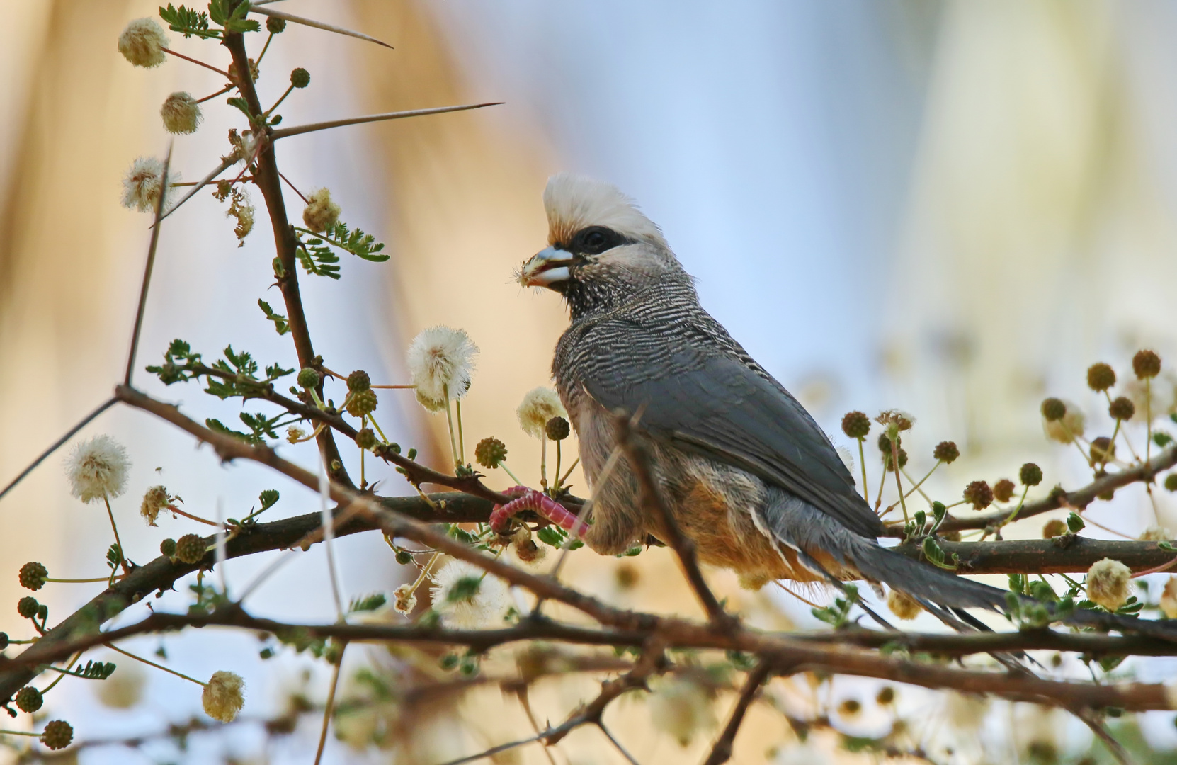 White-headed Mousebird