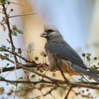 White-headed Mousebird