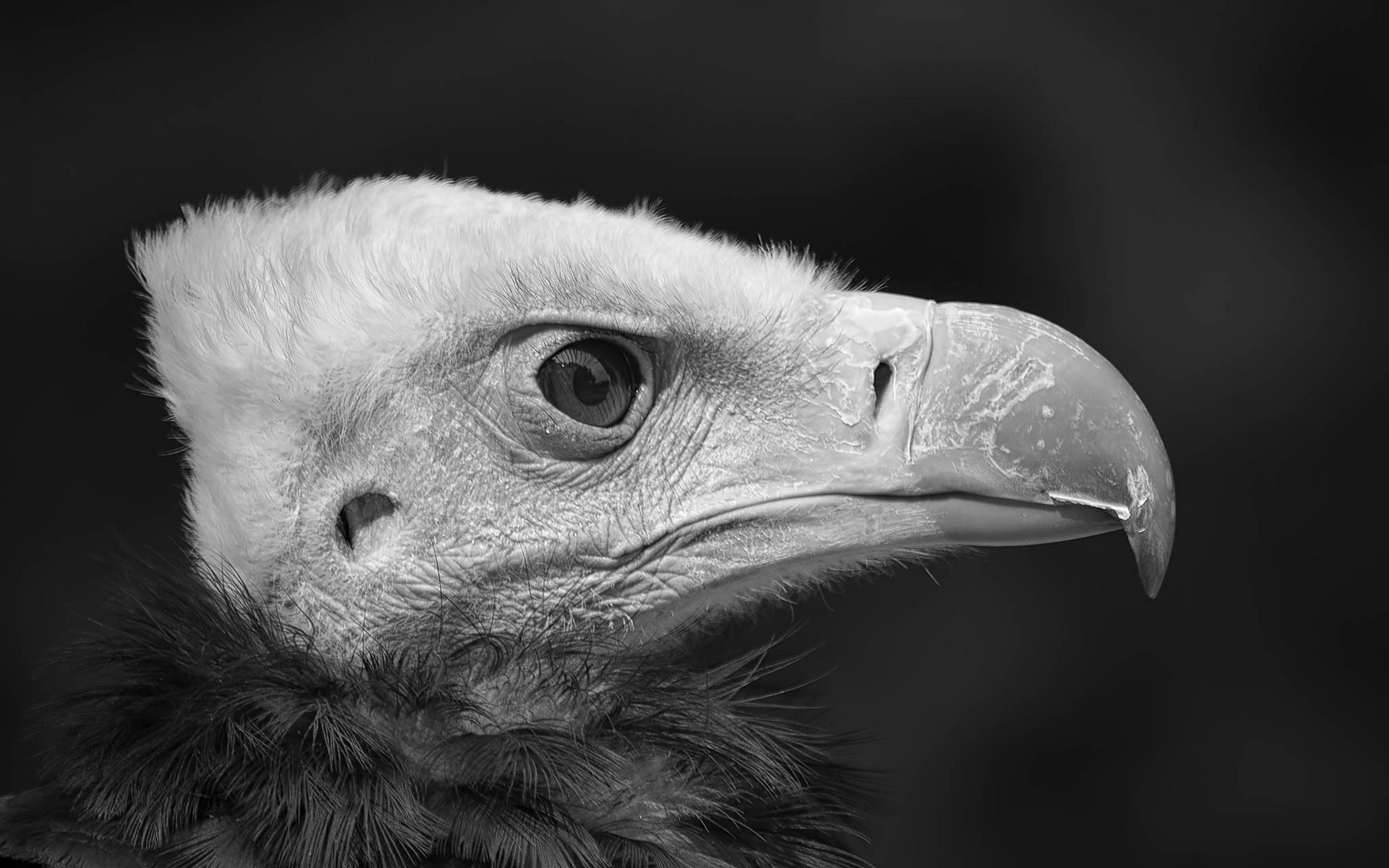 White-headed vulture - BW