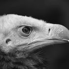 White-headed vulture - BW