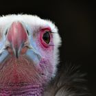 White-headed Vulture