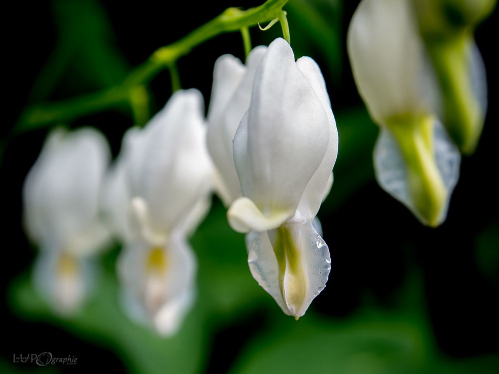 White Hearts 