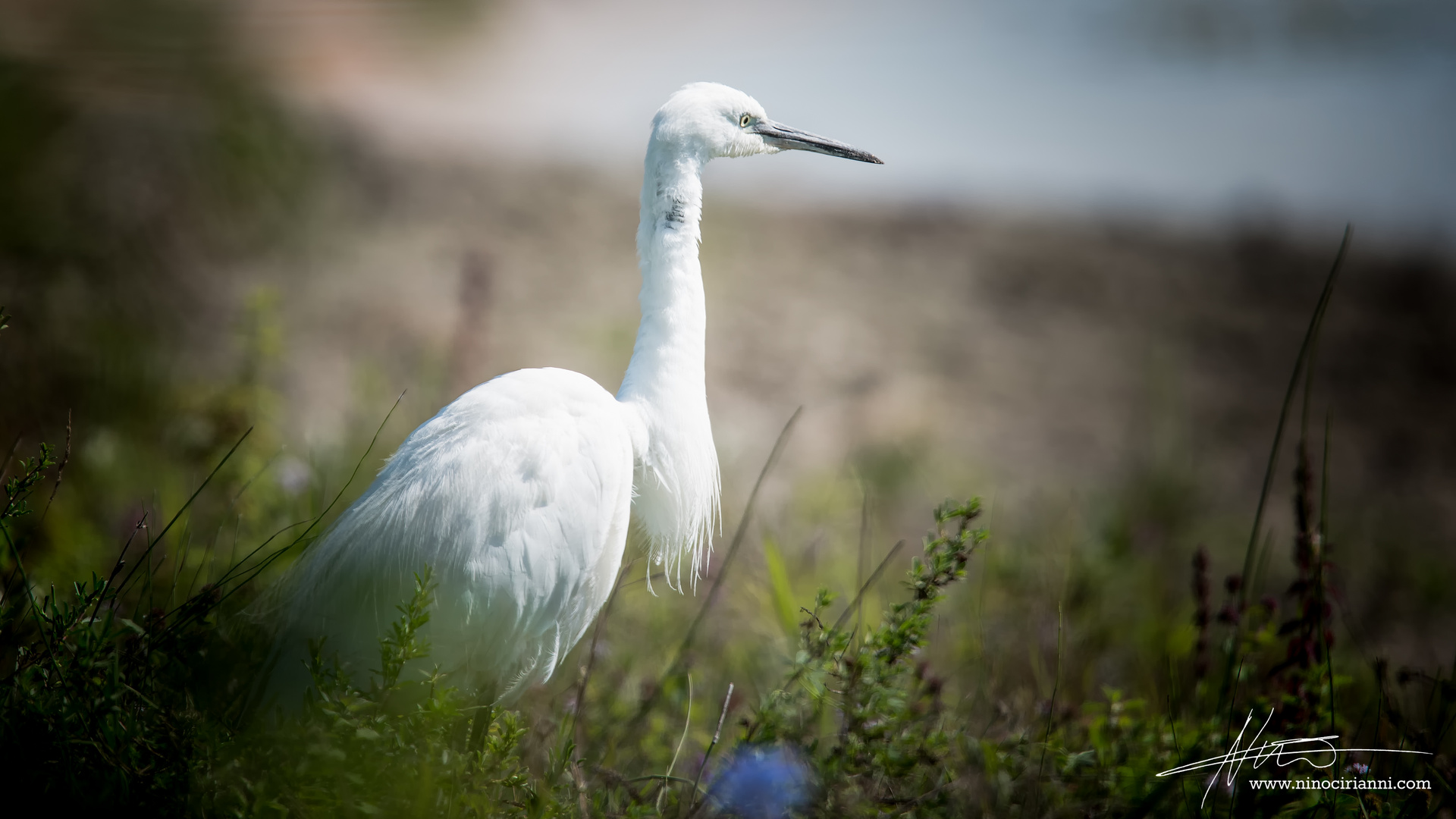 White Heron