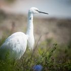 White Heron