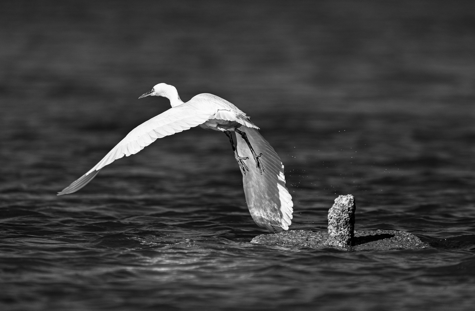 White Heron