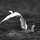 White Heron