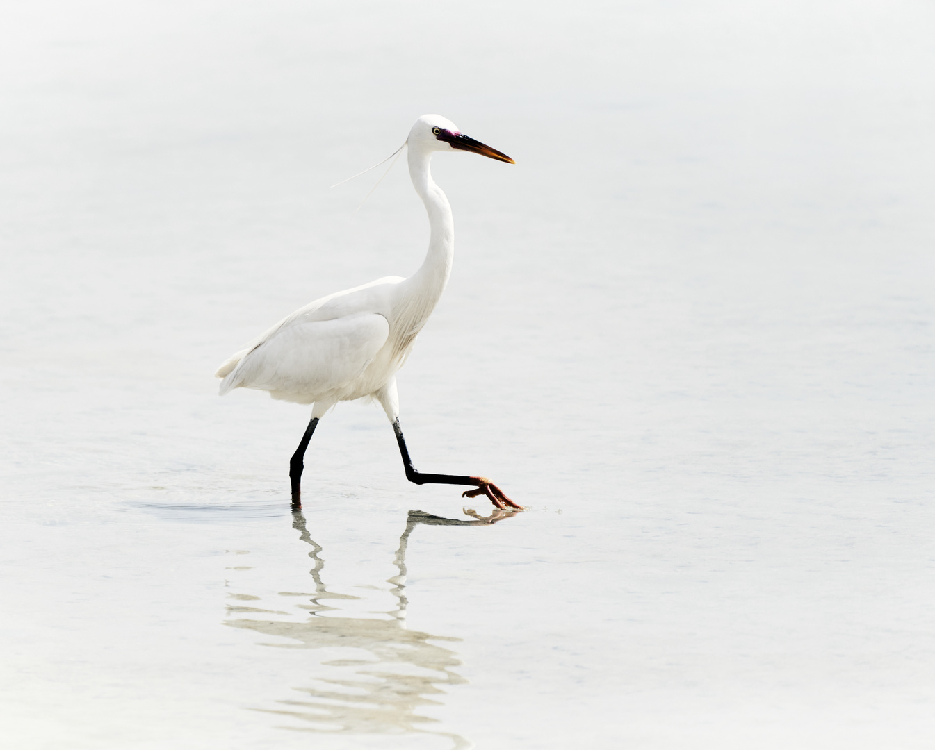 White Heron