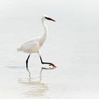 White Heron