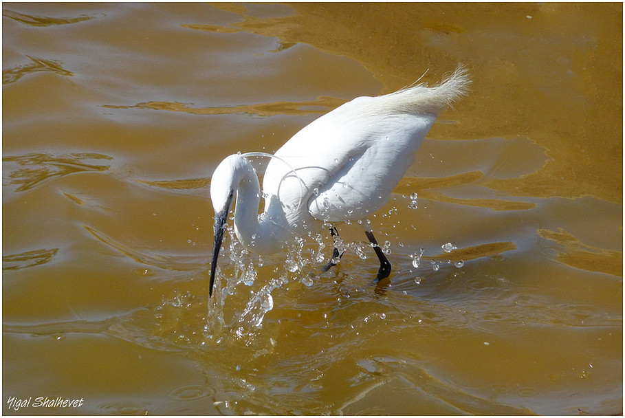 White heron