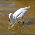 White heron