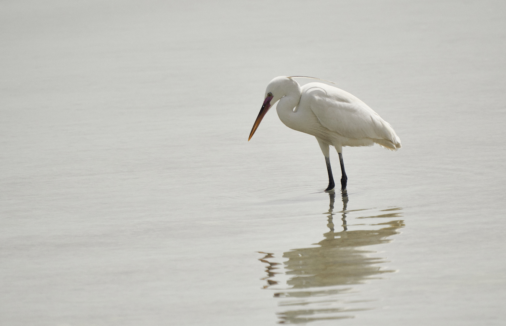 White Heron