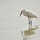 White Heron