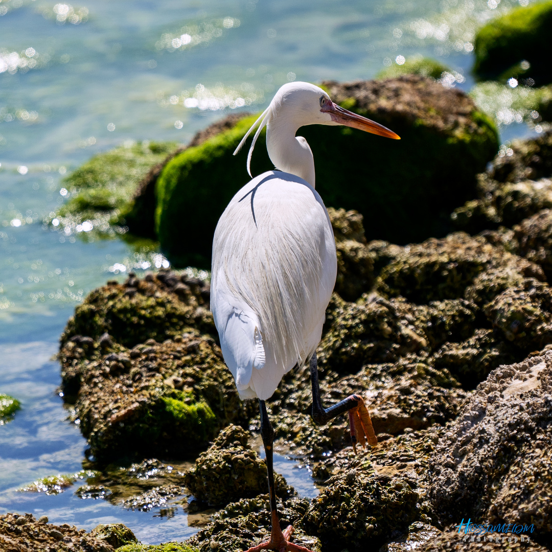 White Heron 