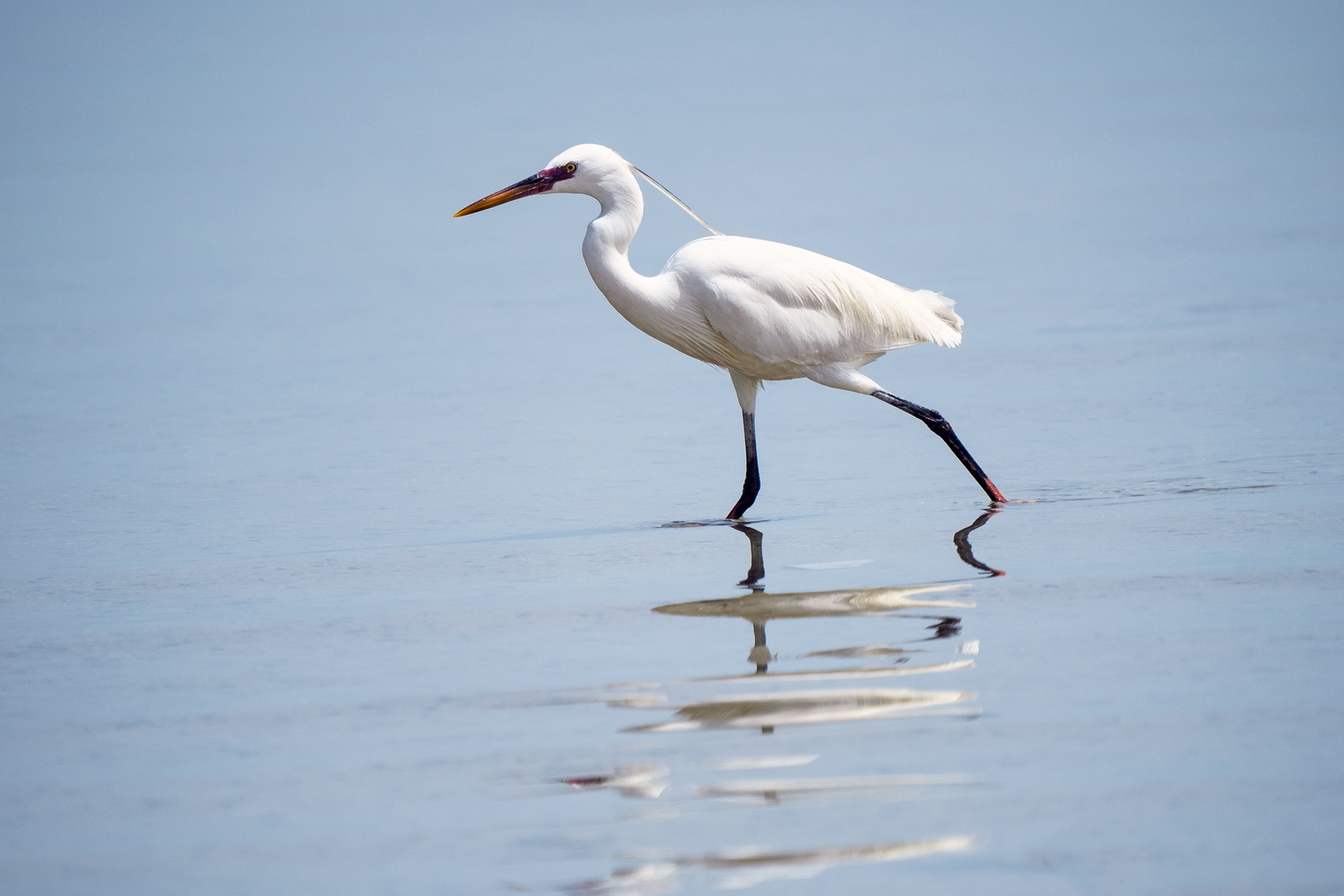 White Heron