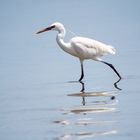 White Heron