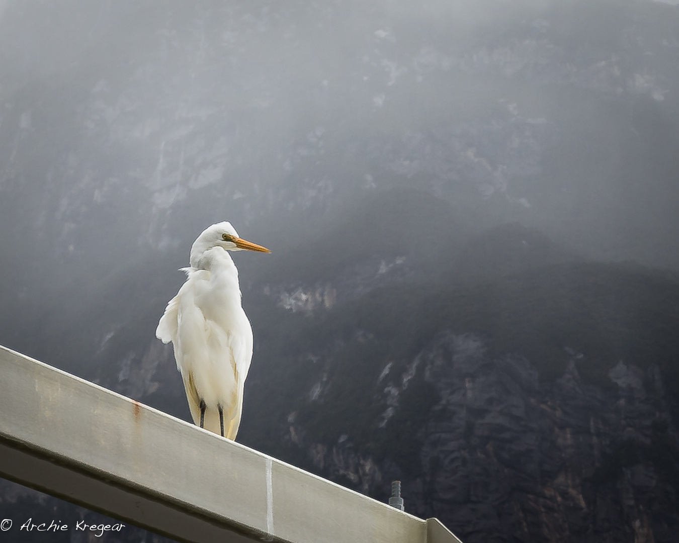 White Heron