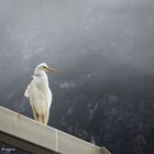 White Heron