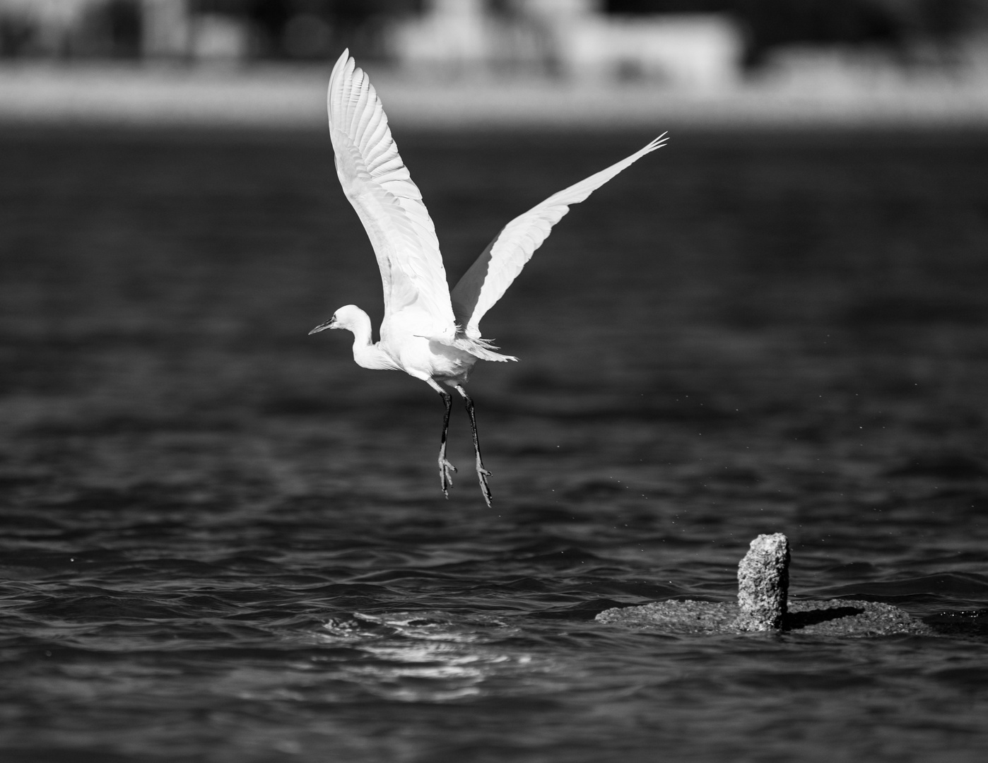 White Heron