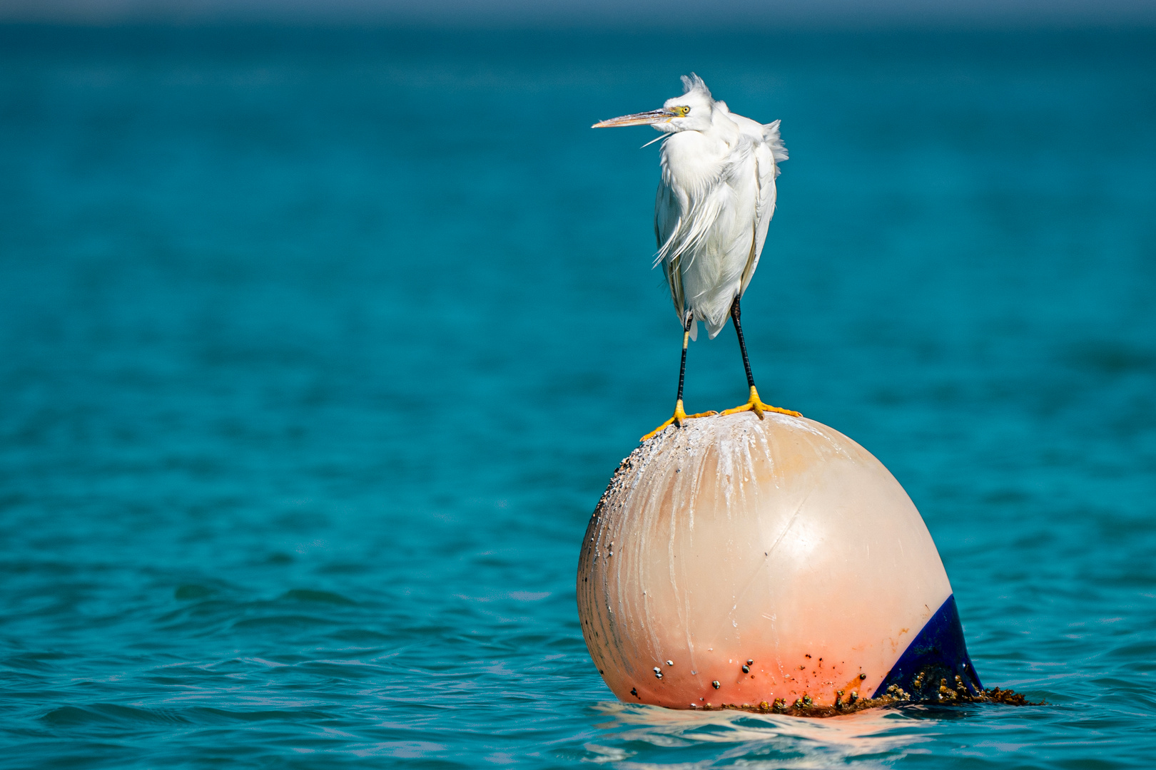 White Heron 