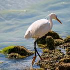 White Heron 